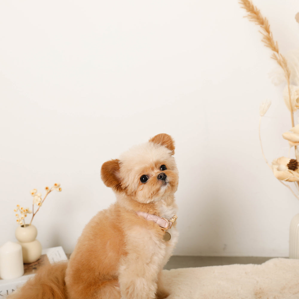 エコスエードカラー+リードSET【名入れ彫刻対応】