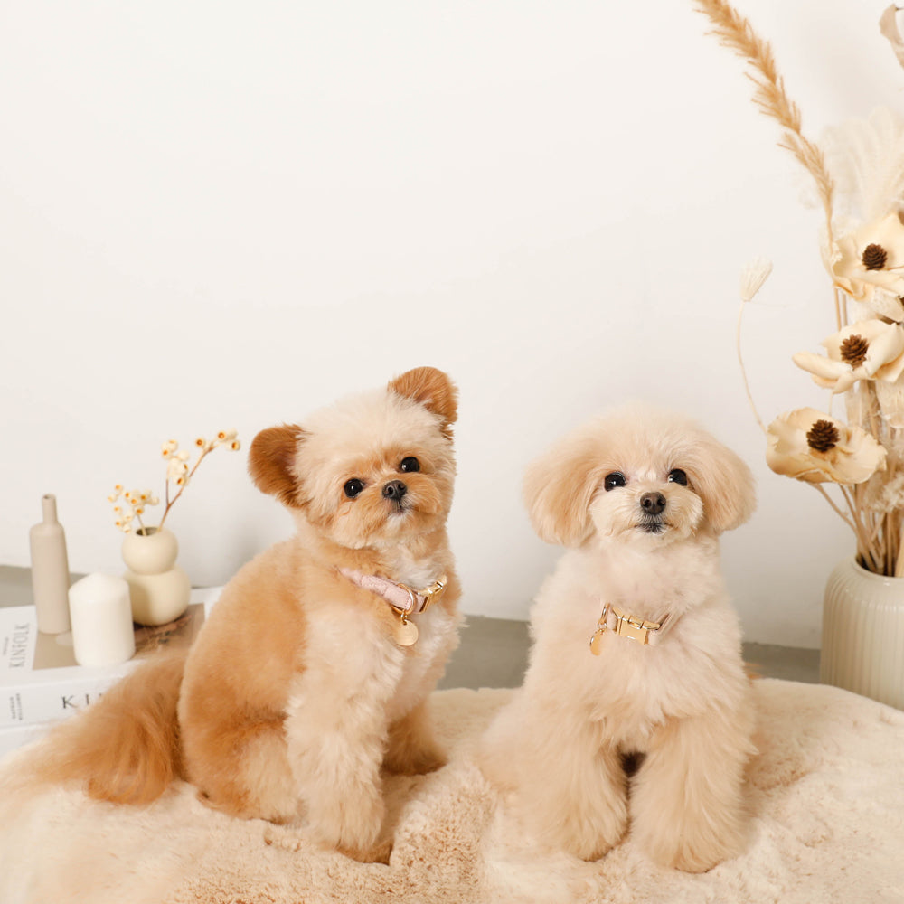 エコスエードカラー+リードSET【名入れ彫刻対応】