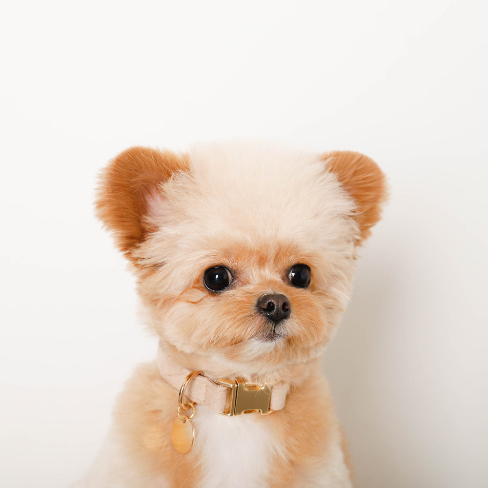 エコスエードカラー+リードSET【名入れ彫刻対応】