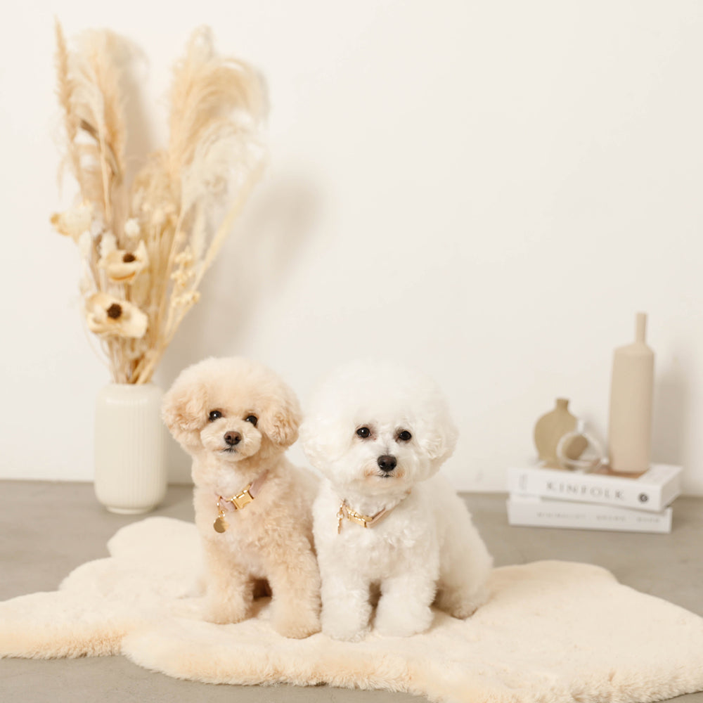 エコスエードカラー+リードSET【名入れ彫刻対応】