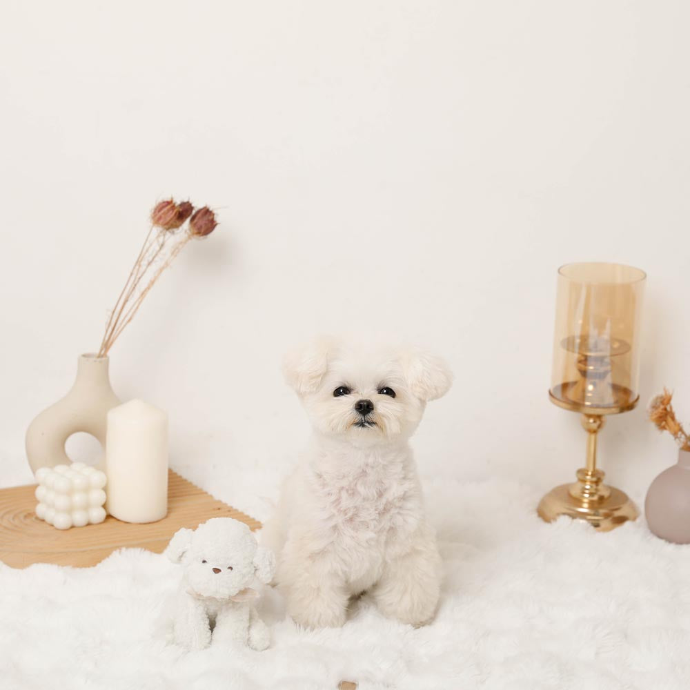 white dog stuffed toy
