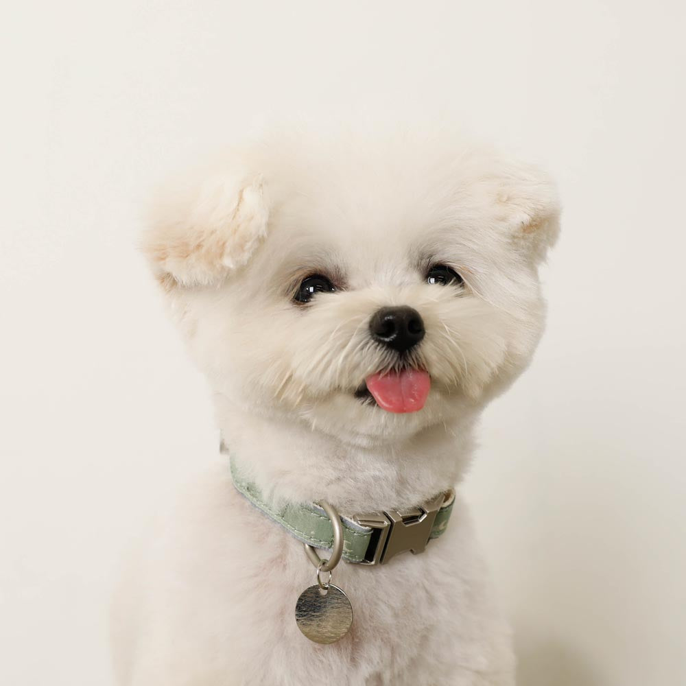 反射星形图案扣带颜色【名称雕刻对应】