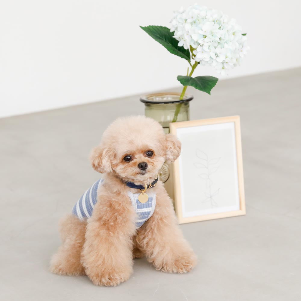 color border camisole