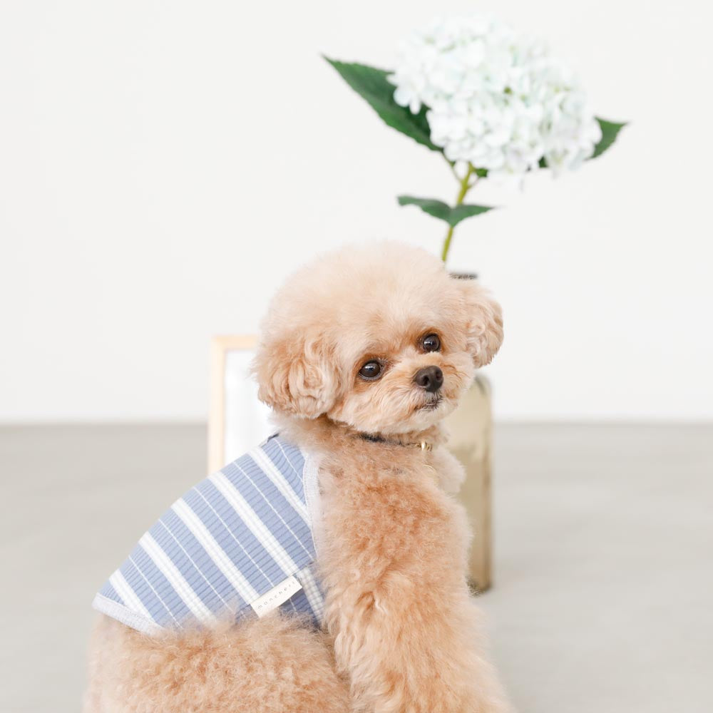 color border camisole