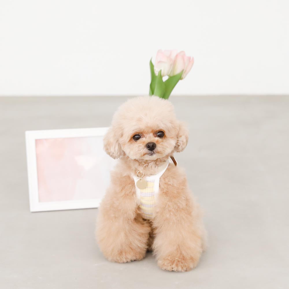 color border camisole