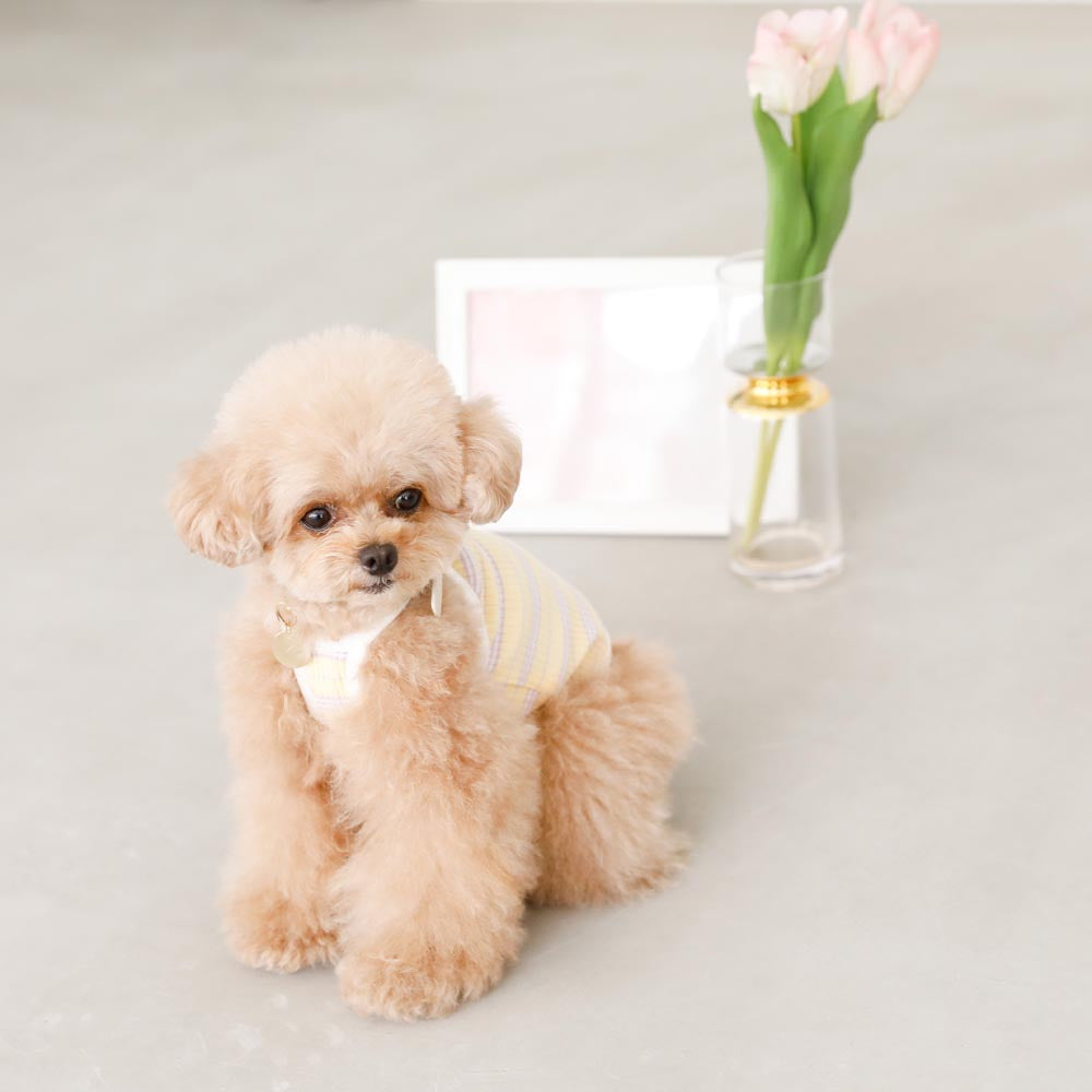 color border camisole