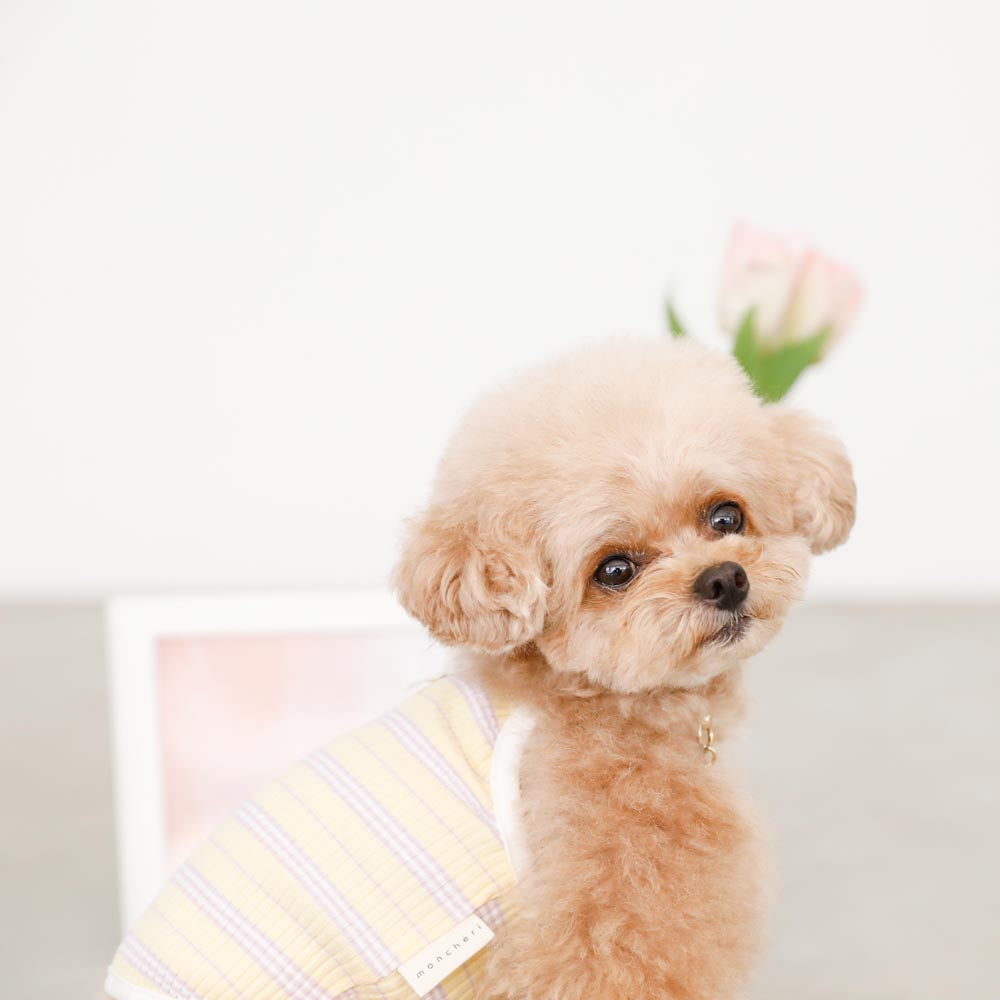 color border camisole