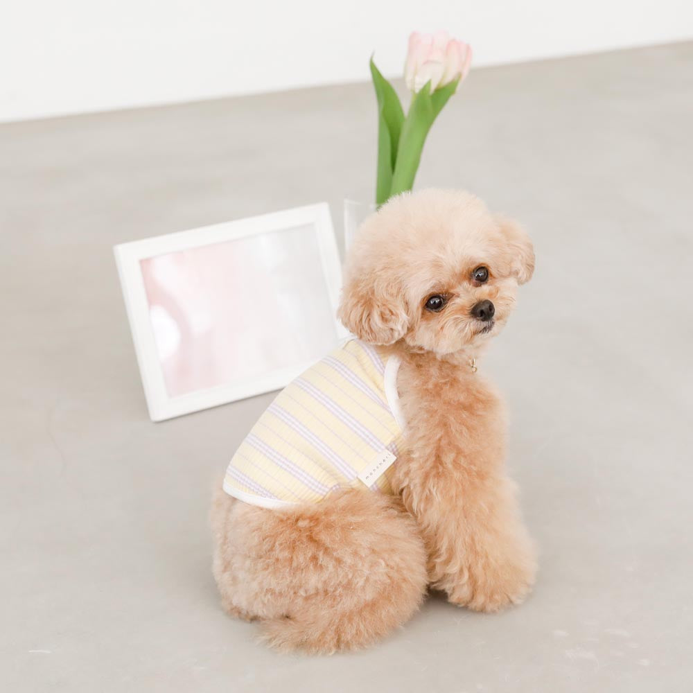 color border camisole