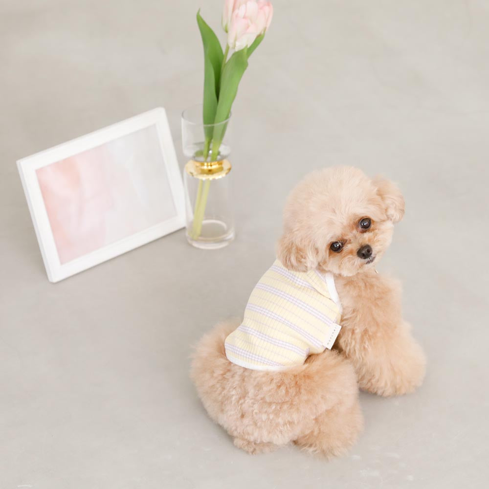 color border camisole