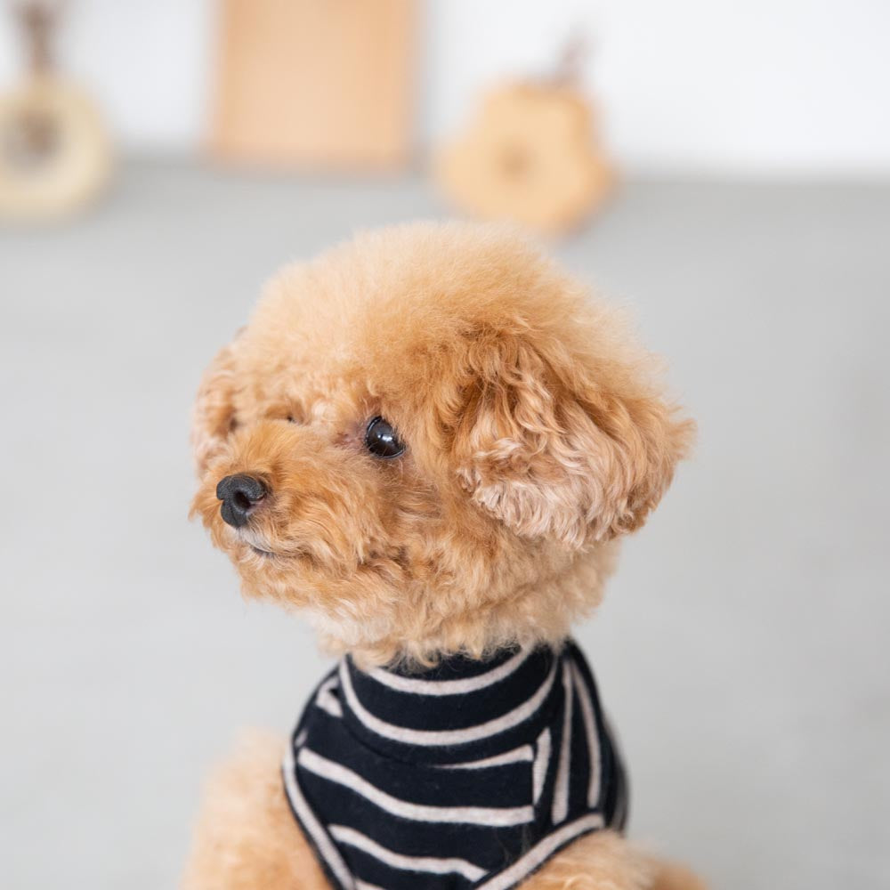 ボーダーハイネックトップス