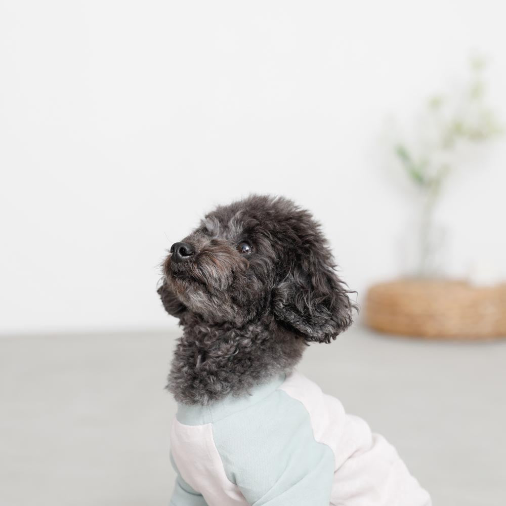Color scheme raglan collar T-shirt