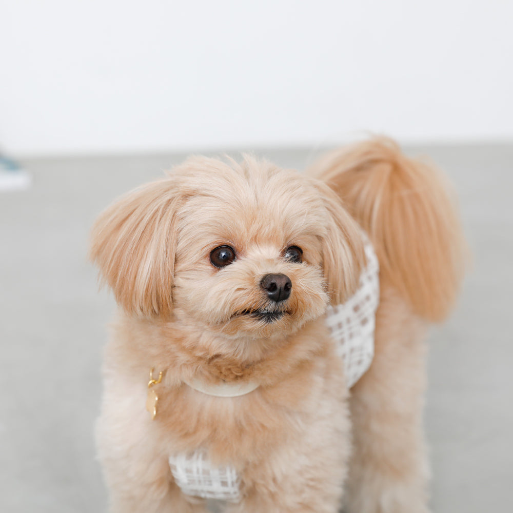 透明检查管卡钳