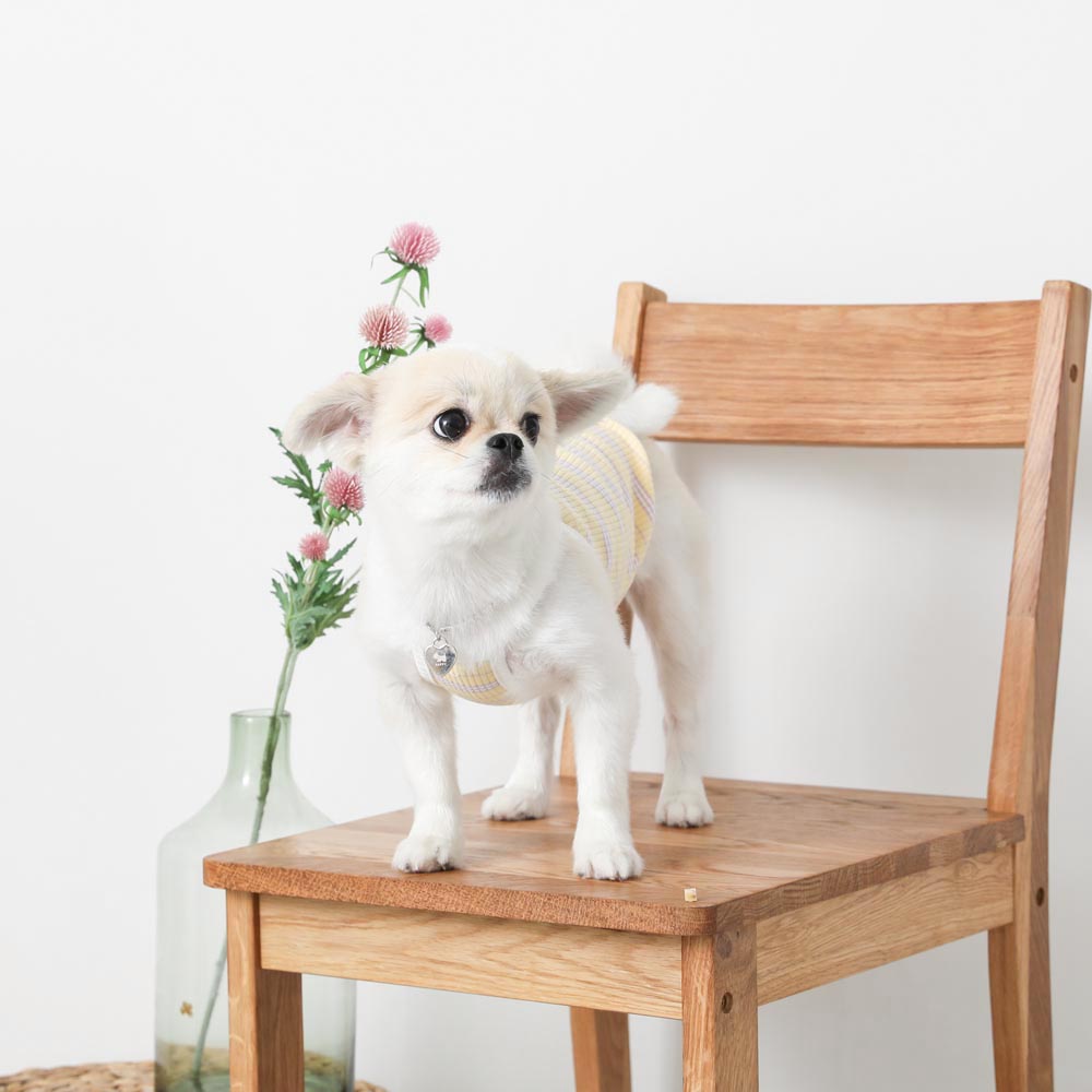 color border camisole