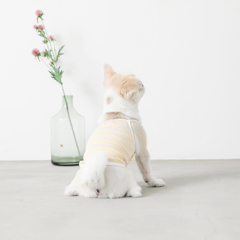 color border camisole