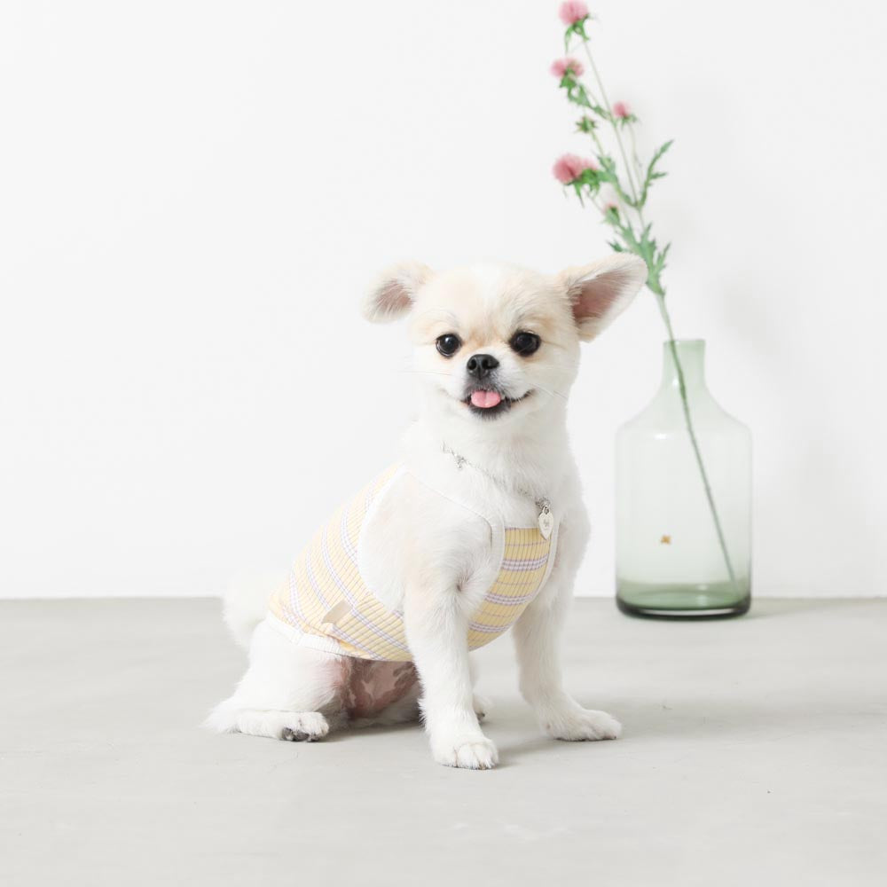 color border camisole