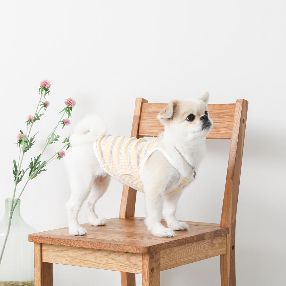 color border camisole