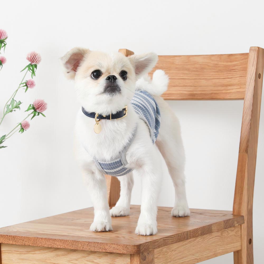 color border camisole