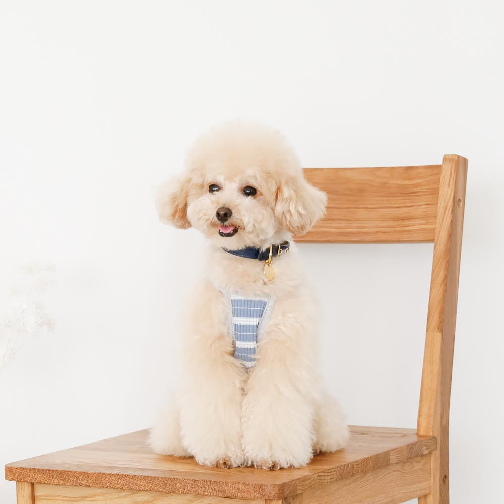 color border camisole