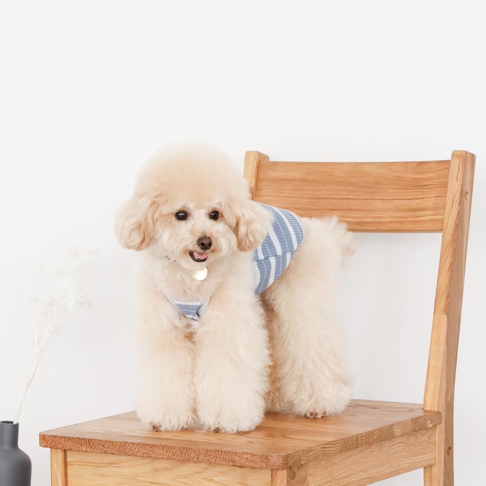 color border camisole