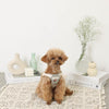 Cold Flower Embroidery Harness+Reed SET [Name instructions compatible]