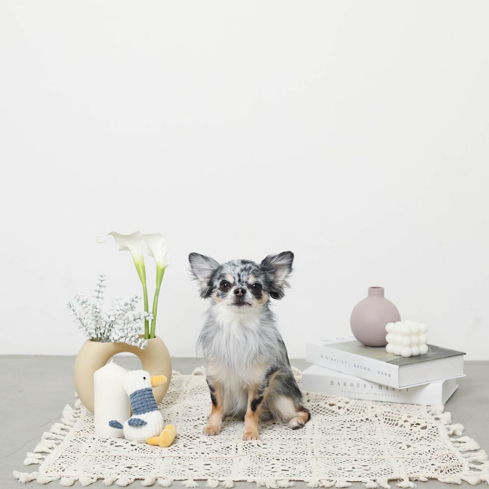 长脖子鸭子先生