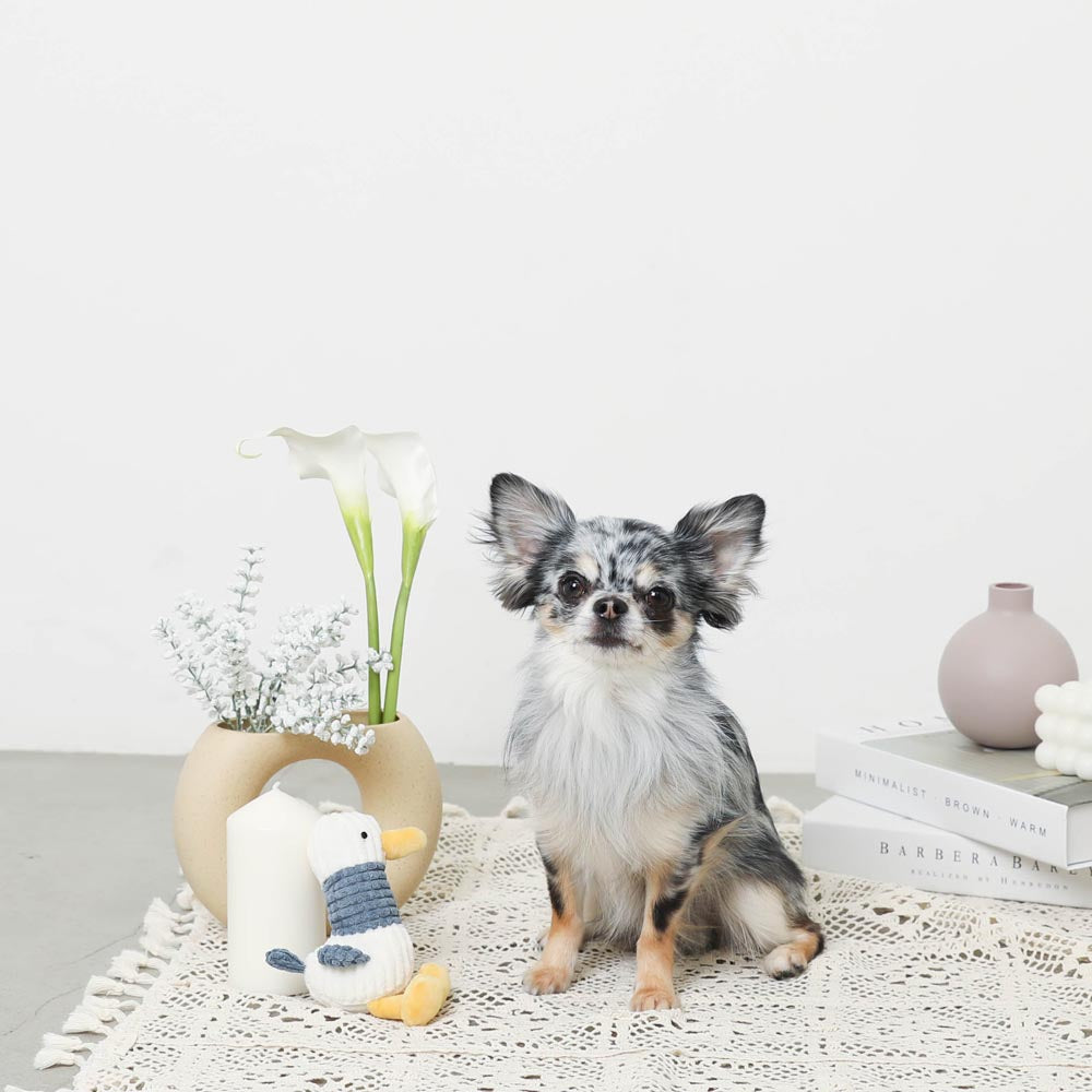 长脖子鸭子先生