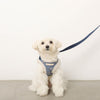 Corduroy boa harness + lead set with rocking horse embroidery [Compatible with name embroidery]