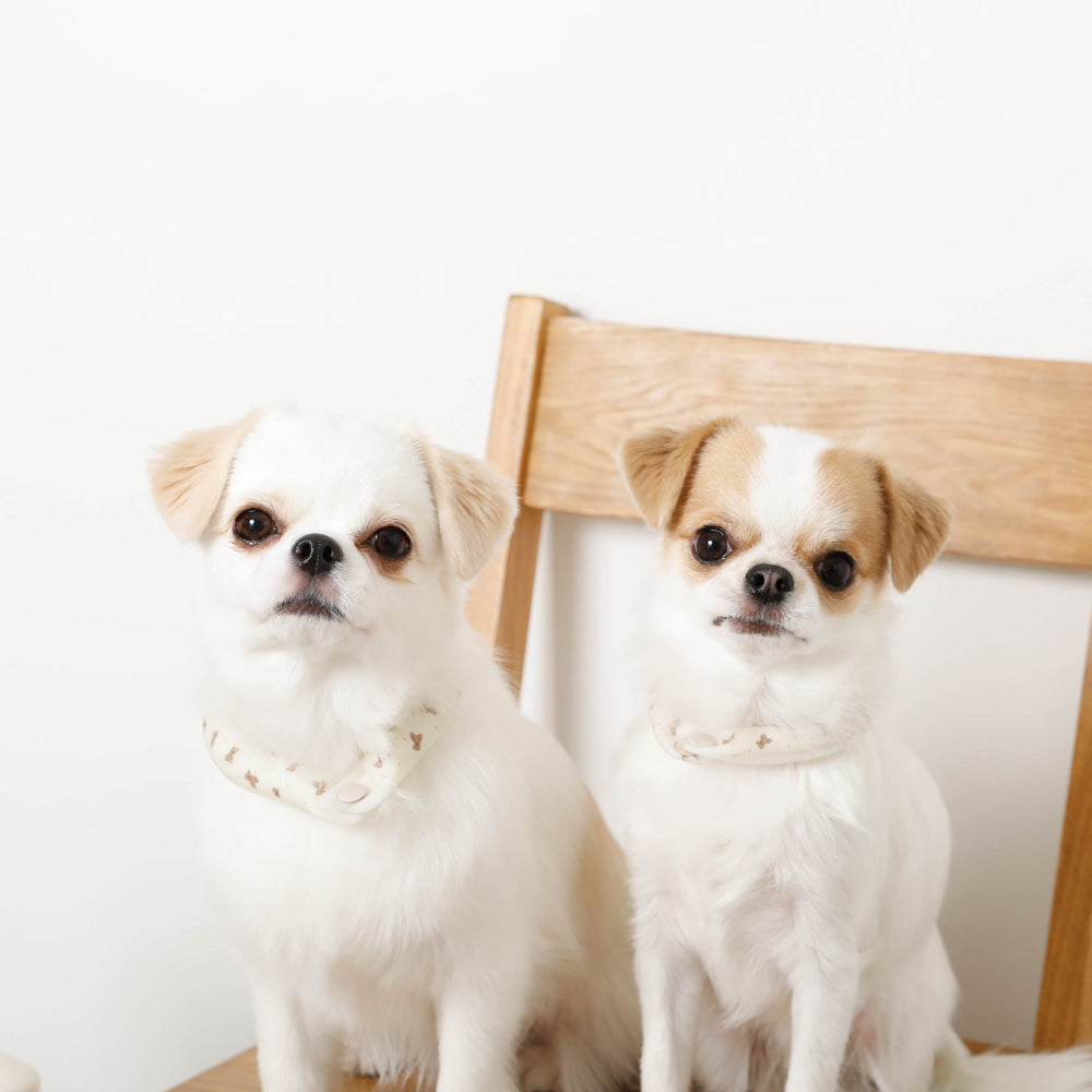 エコひんやりくまさん柄ネックリング Sサイズ