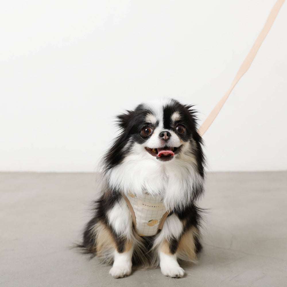 Lemon pattern embroidery harness + lead set [Name embroidery available]