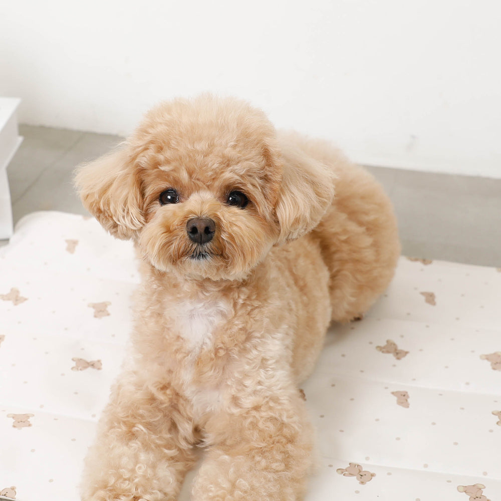 くまさんクールひんやりジェルマット Mサイズ