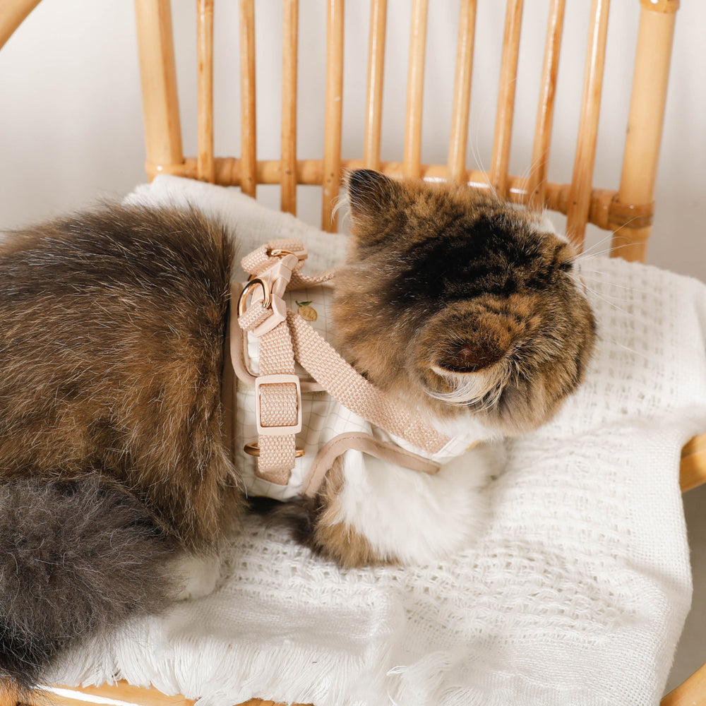 Lemon pattern embroidery harness + lead set [Name embroidery available]