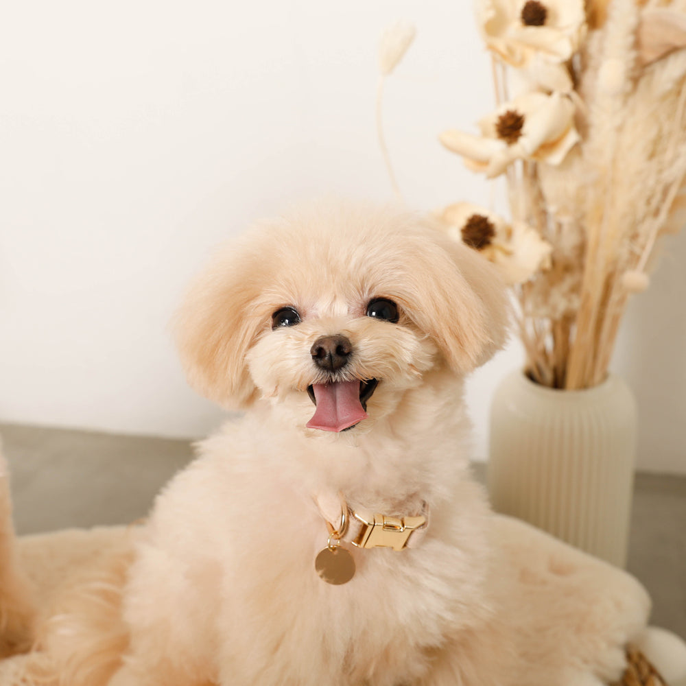 エコスエードカラー＋リードSET【名入れ彫刻対応】