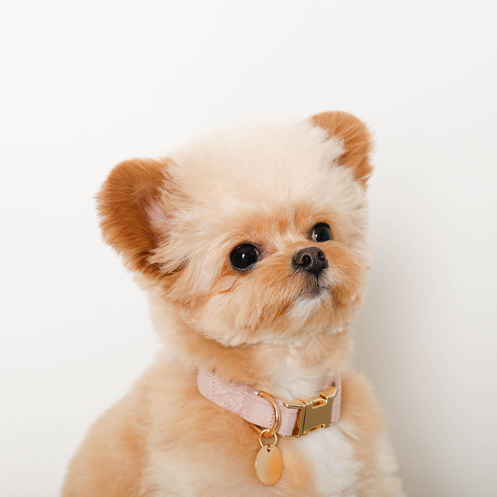 エコスエードカラー＋リードSET【名入れ彫刻対応】