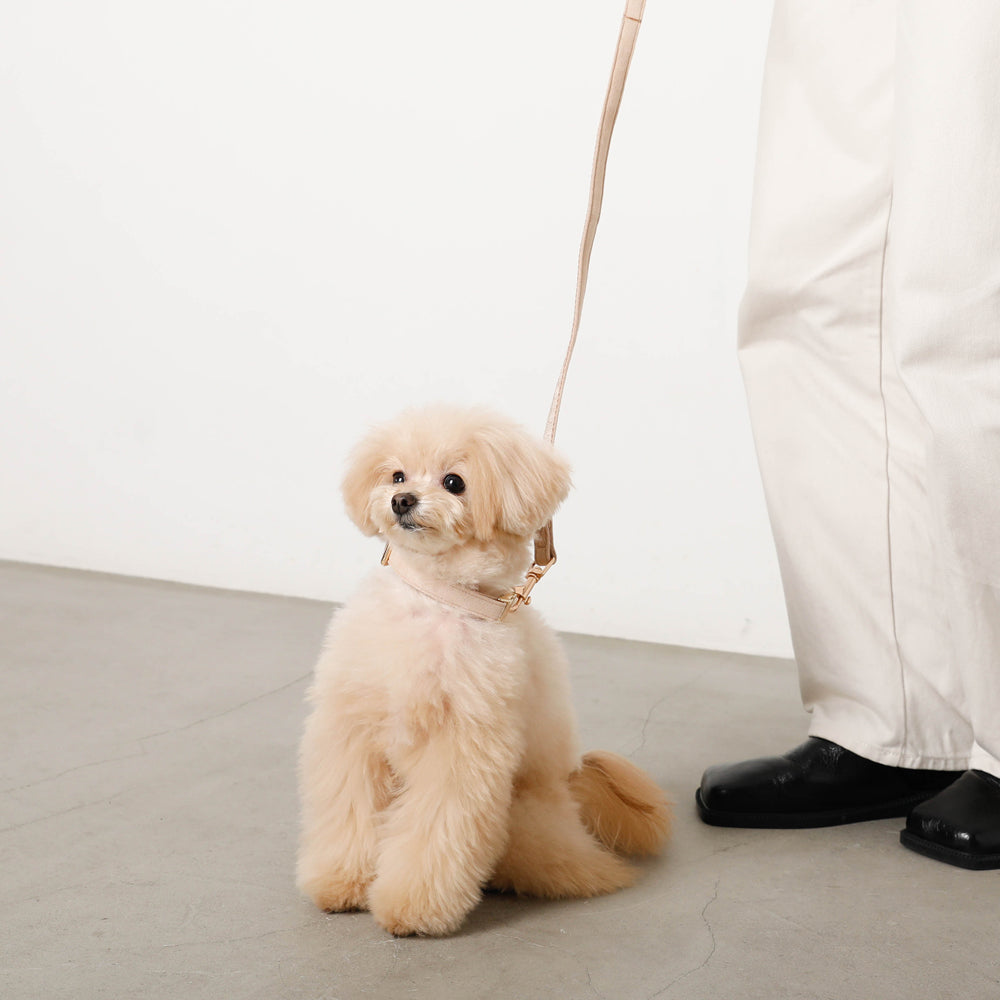 エコスエードカラー＋リードSET【名入れ彫刻対応】