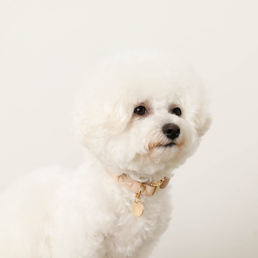 エコスエードカラー＋リードSET【名入れ彫刻対応】