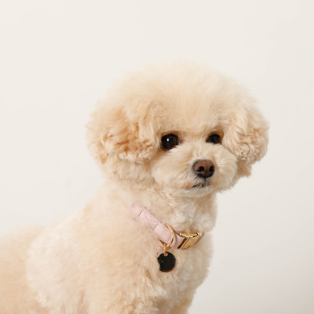 エコスエードカラー＋リードSET【名入れ彫刻対応】