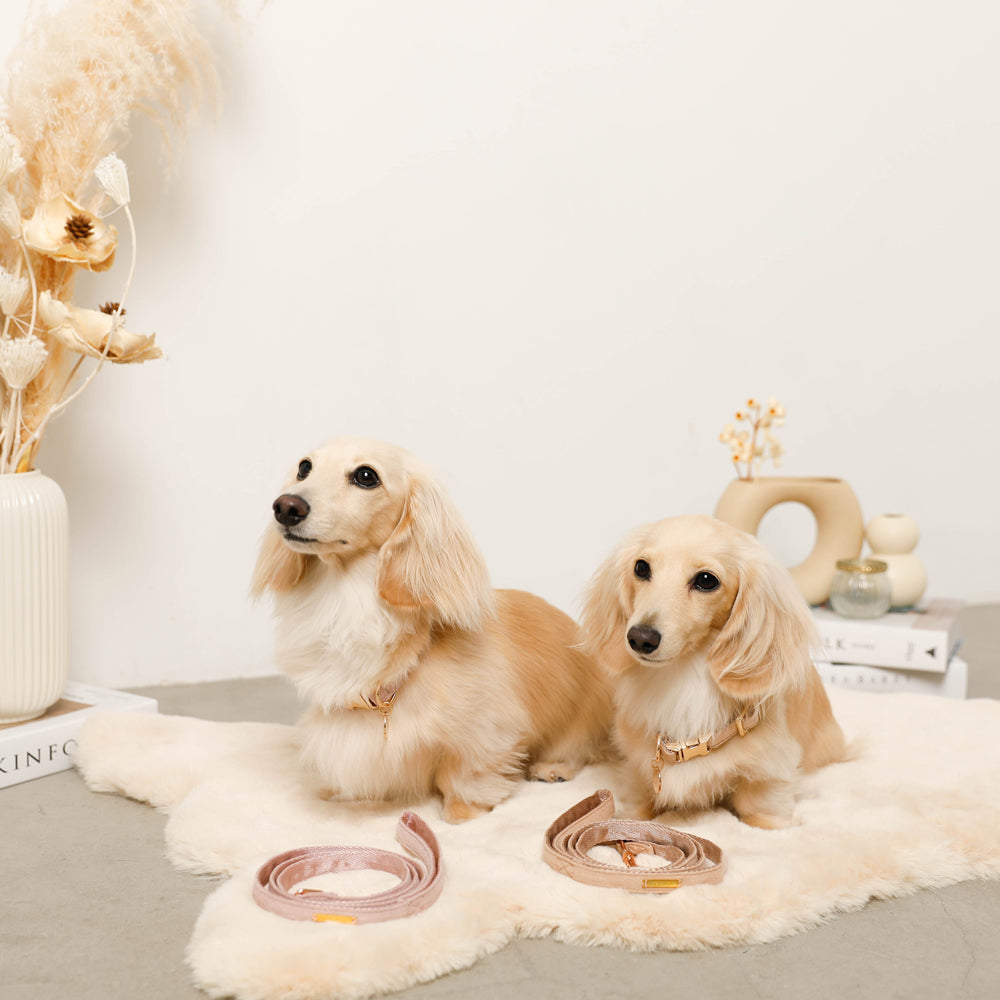 エコスエードカラー＋リードSET【名入れ彫刻対応】