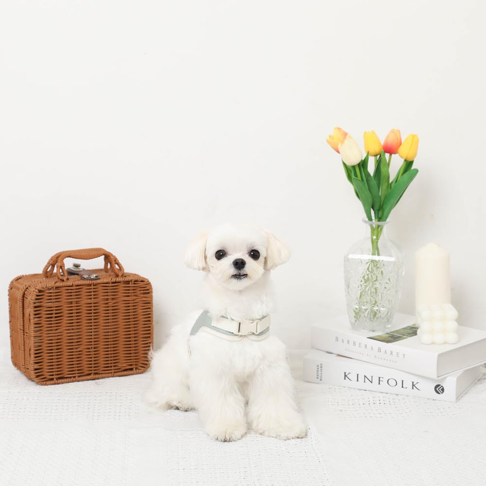 Car pattern harness + leash SET [Name embroidery available]