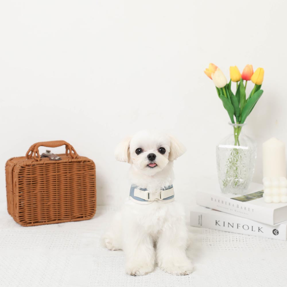 Car pattern harness + leash SET [Name embroidery available]