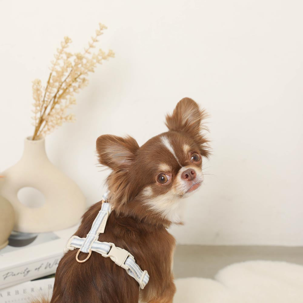 reflective plaid harness