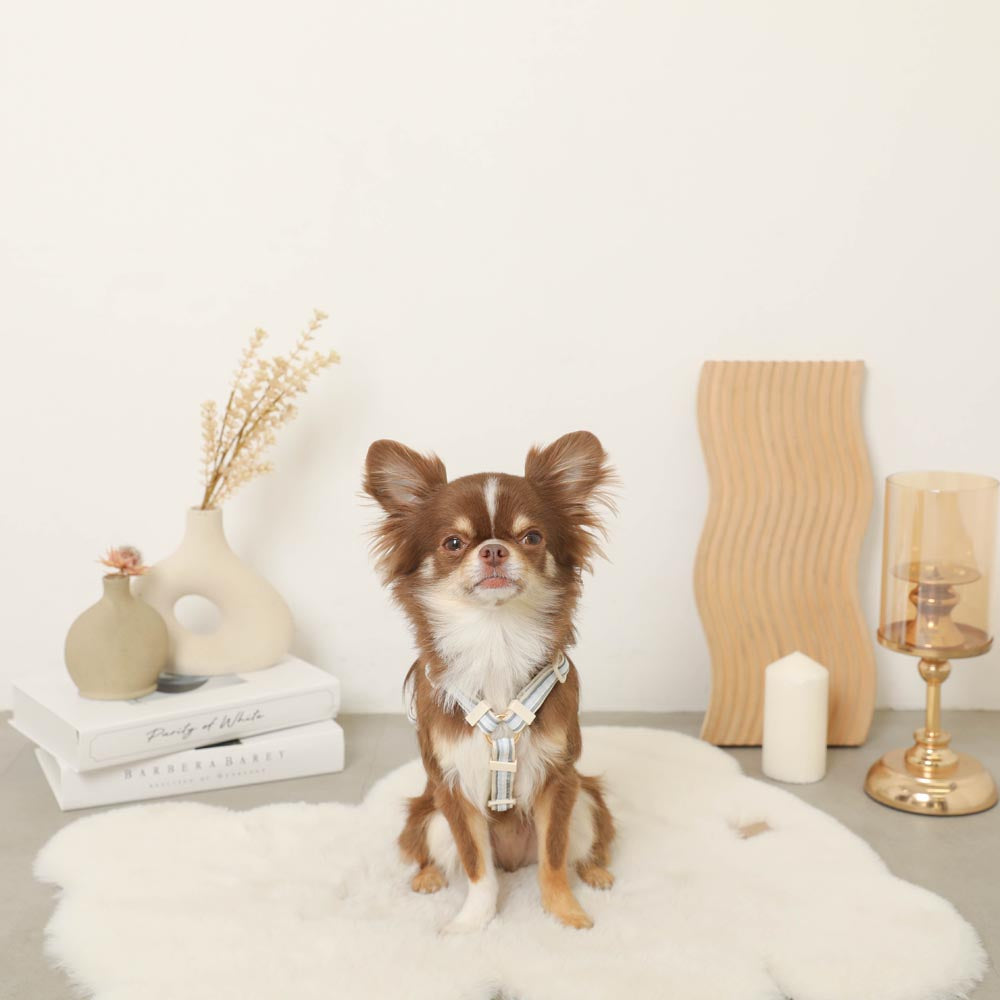 reflective plaid harness