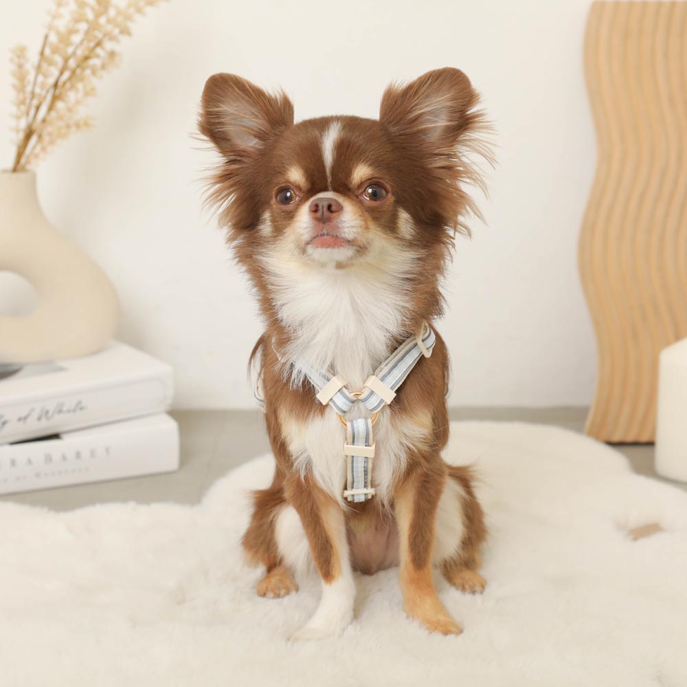 reflective plaid harness