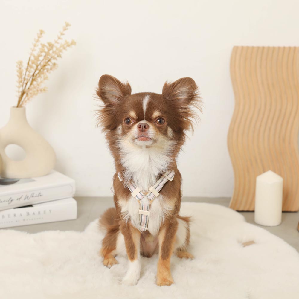 reflective plaid harness