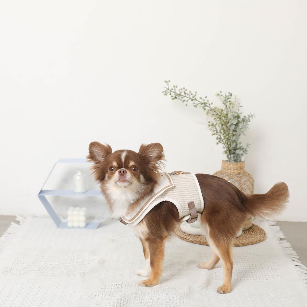 犬*様 名機　サロモン　ロケット　164cm レディース　パウダー　ゲレパウ用に セーラーハーネス【名入れ刺繍対応】【保冷剤対応】