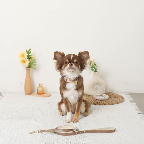 PUテープコンビカラー＋リードSET【名入れ彫刻対応】