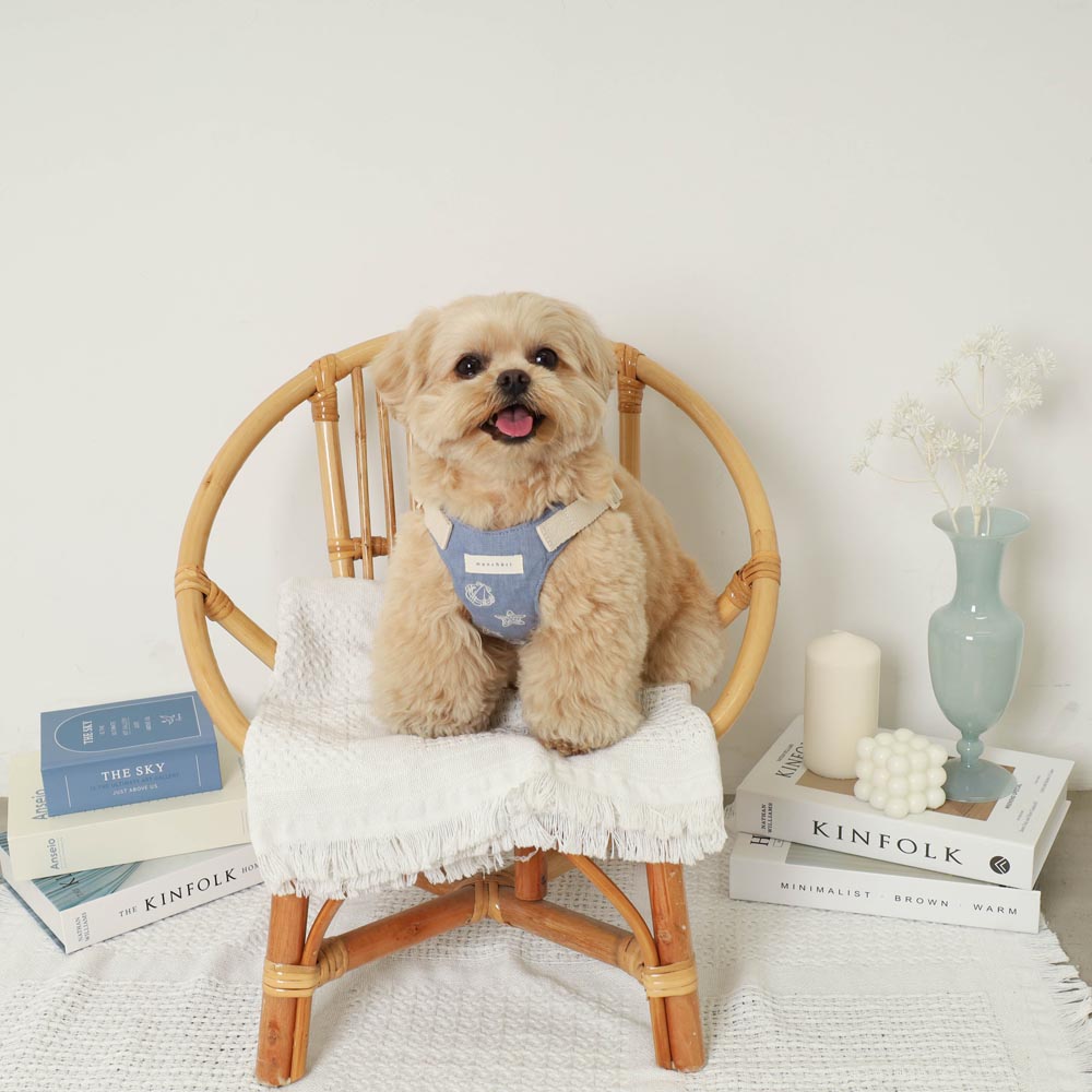 Cool Shell Starfish Pattern Harness + Lead Set [Compatible with name embroidery]