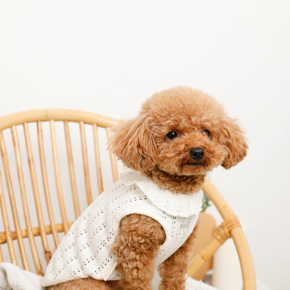 冷感リボン刺繍ワンポイントフリルノースリーブトップス
