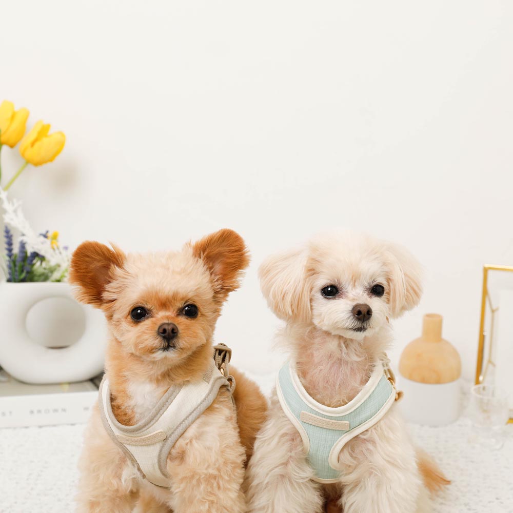 Bicolor Harness + Lead SET [Name embroidery available]