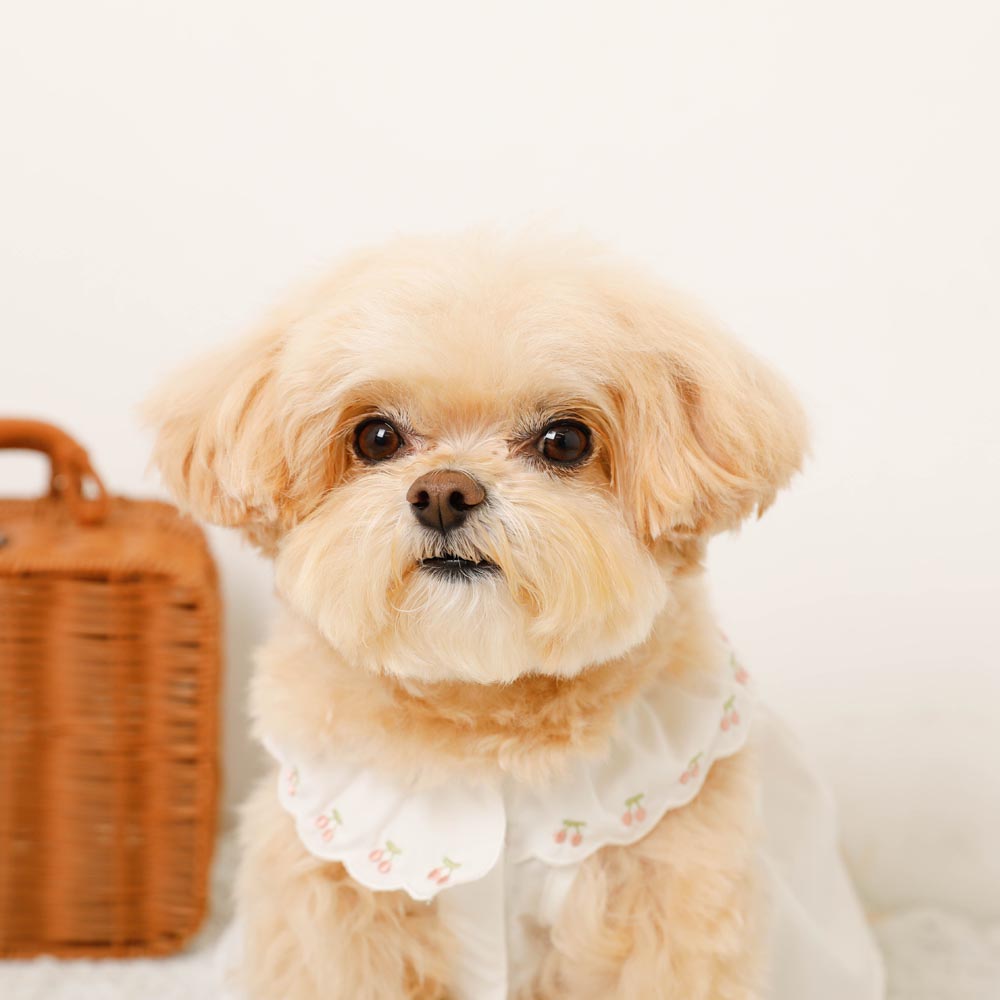 Cool cherry embroidery collar frill dress