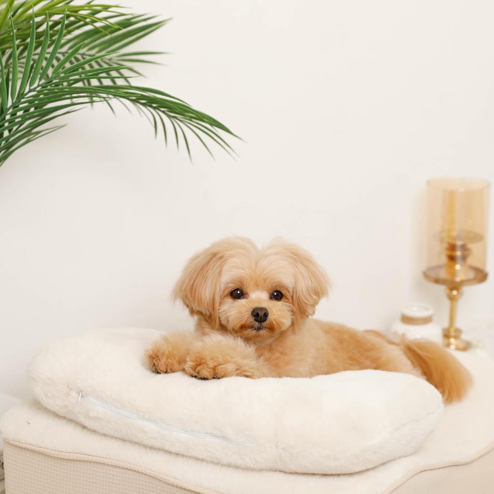 Slope cushion bed with memory foam pillow